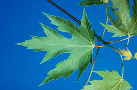 Attēlu rezultāti vaicājumam “Acer saccharinum leaf”