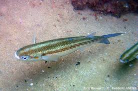 Image result for Chelon ramada