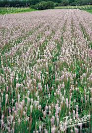 Attēlu rezultāti vaicājumam “Plantago media”