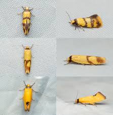 Attēlu rezultāti vaicājumam “Oecophoridae”