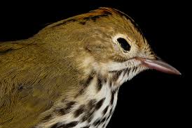 Image result for Seiurus aurocapilla