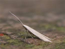 Attēlu rezultāti vaicājumam “Coleophora alticolella”