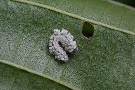 Attēlu rezultāti vaicājumam “Eriocampa ovata larva”