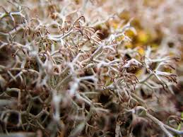 Attēlu rezultāti vaicājumam “Cladonia ciliata”