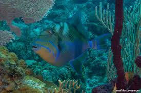 Image result for Balistes vetula