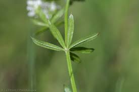 Attēlu rezultāti vaicājumam “Galium uliginosum”