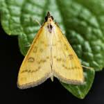 Attēlu rezultāti vaicājumam “Mecyna flavalis”