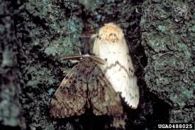 Attēlu rezultāti vaicājumam “Lymantria dispar”