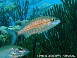 Image result for Haemulon aurolineatum