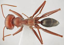 Attēlu rezultāti vaicājumam “Formicidae”