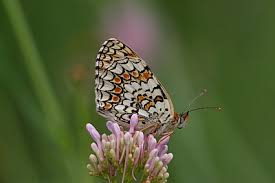 Attēlu rezultāti vaicājumam “Melitaea phoebe”