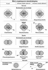 Attēlu rezultāti vaicājumam “Heterotrichia oerstedii (syn. Arcyria oerstedii) spores”