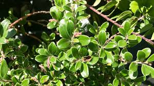 Attēlu rezultāti vaicājumam “Arctostaphylos uva-ursi leaf”