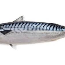 Image result for Scomber scombrus
