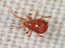 Attēlu rezultāti vaicājumam “Mesostigmata”