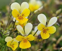 Attēlu rezultāti vaicājumam “Viola tricolor subsp. curtisii flower”