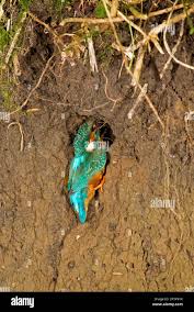 Attēlu rezultāti vaicājumam “Alcedo atthis nest”