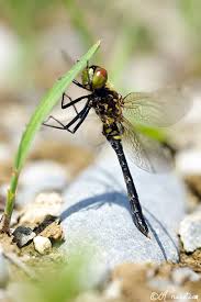 Attēlu rezultāti vaicājumam “Leucorrhinia albifrons female”