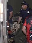 Escaped Tiger Kills Man in Tbilisi, Georgia, After Flood Damages.