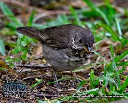 Image result for Catharus minimus