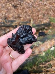 Attēlu rezultāti vaicājumam “Exidia glandulosa”