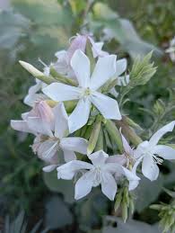 Attēlu rezultāti vaicājumam “Sphacelotheca hydropiperis”