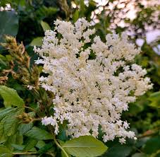 Attēlu rezultāti vaicājumam “Adoxaceae”