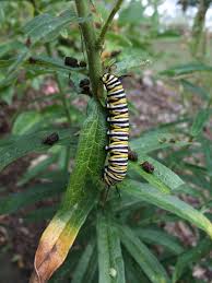 Image result for monarch caterpillar