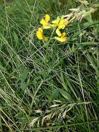 Attēlu rezultāti vaicājumam “Lathyrus pratensis flower”
