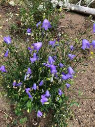 Attēlu rezultāti vaicājumam “Campanula rotundifolia”