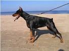 10 Most Popular Guard Dogs From Around the World