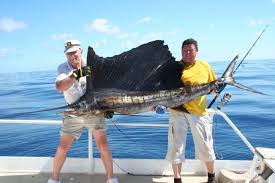 Image result for Istiophorus platypterus