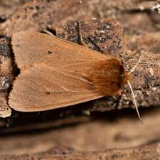 Attēlu rezultāti vaicājumam “Phragmatobia fuliginosa imago”