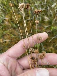 Attēlu rezultāti vaicājumam “Rhynchospora alba leaf”