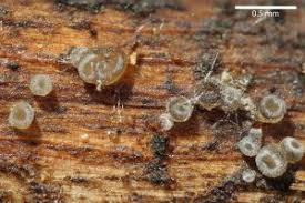 Attēlu rezultāti vaicājumam “Hyphodiscus hymeniophilus”