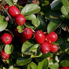 Attēlu rezultāti vaicājumam “Cotoneaster divaricatus”