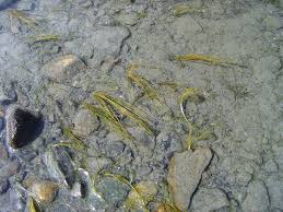 Attēlu rezultāti vaicājumam “Stuckenia filiformis flower”