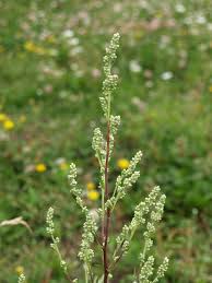 Attēlu rezultāti vaicājumam “Artemisia vulgaris flower”