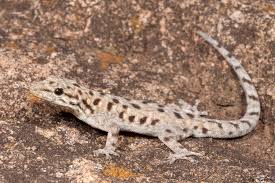 Attēlu rezultāti vaicājumam “Lycogala persicum macro”