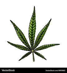 Attēlu rezultāti vaicājumam “Cannabis sativa leaf”