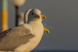 Image result for Larus cachinnans