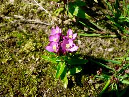 Attēlu rezultāti vaicājumam “Centaurium littorale flower”
