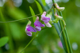 Attēlu rezultāti vaicājumam “Lathyrus palustris”