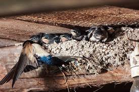 Attēlu rezultāti vaicājumam “Hirundo rustica nest”
