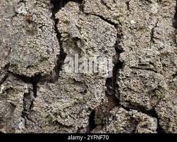 Attēlu rezultāti vaicājumam “Hypocenomyce scalaris”