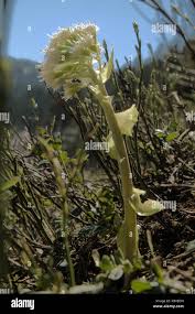 Attēlu rezultāti vaicājumam “Petasites spurius”