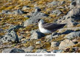 Attēlu rezultāti vaicājumam “Stercorarius parasiticus adult”