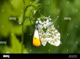 Attēlu rezultāti vaicājumam “Anthocharis cardamines underside”