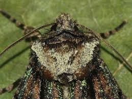 Attēlu rezultāti vaicājumam “Allophyes oxyacanthae”