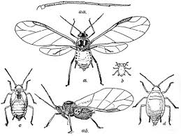 Attēlu rezultāti vaicājumam “Aphis confusa”